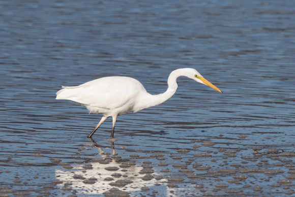 Great White Egret 4 - Conwy - 021016