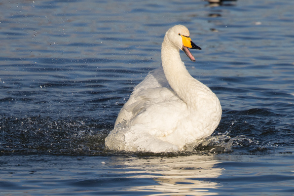 Whooper Swan 2 - Caerlaverock 271215