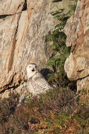 Snowy Owl 11 - South Stack - 070718