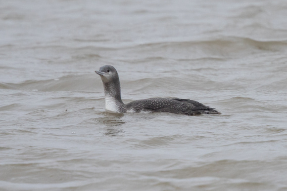 Red-throated Diver - WKML - 281115