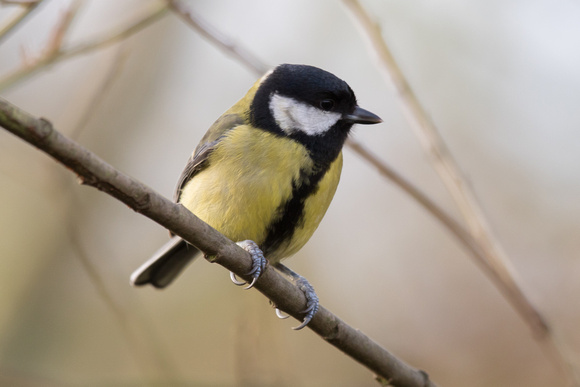 Great Tit - Conwy Valley 100116