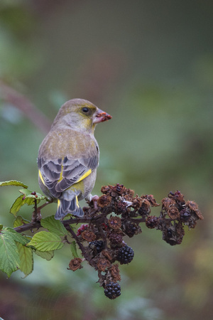 Greenfinch 3 - Riding Stables, Marys - Oct 18