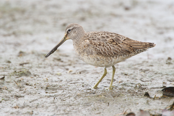Long-billed Dowitcher 2 - Poole - 5th February 2011