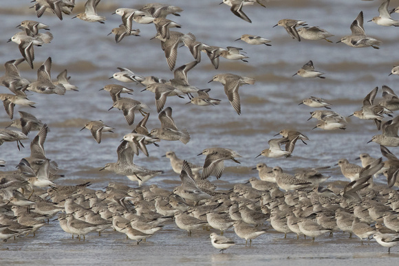 Waders 9 - Wirral 141115