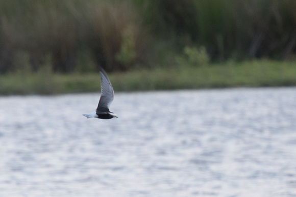 White-winged Black Tern 3 - Burton Marsh 170616