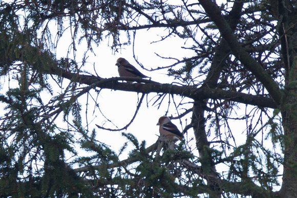 Hawfinch - Conwy Valley 100116