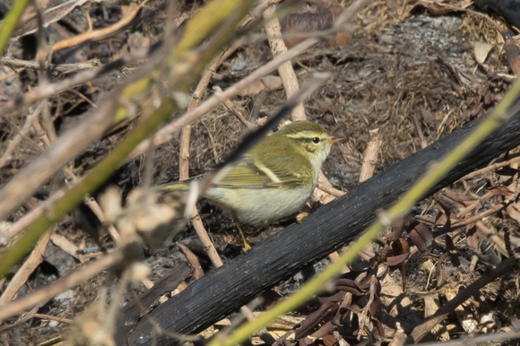 Yellow-browed Warbler 3 - Bryher Oct 2015