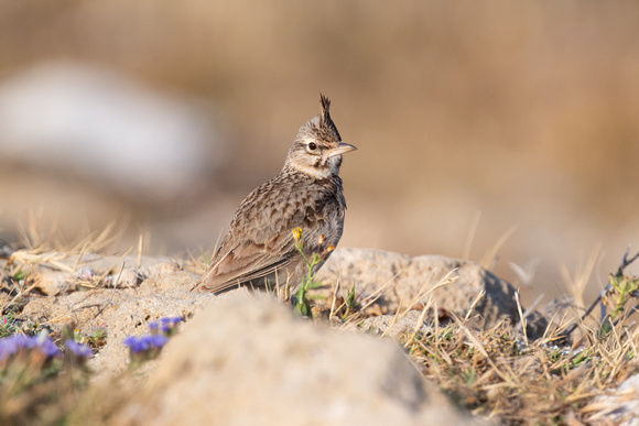 Crested Lark 2 - Cyprus - Apr24