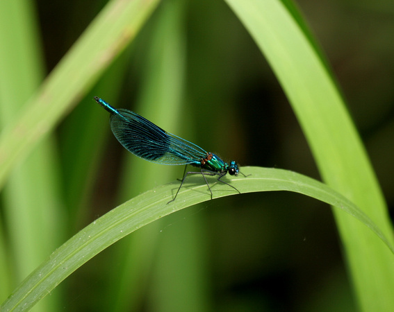 Banded Demoiselle - Paxton