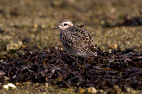 American Golden Plover 15 - Porthellick, St Marys