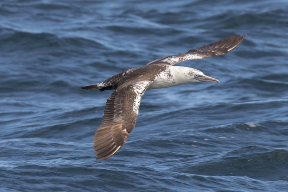 Gannet 19 - Scilly Pelagic Aug 15