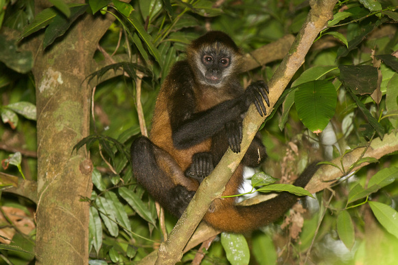 Central American Spider-Monkey