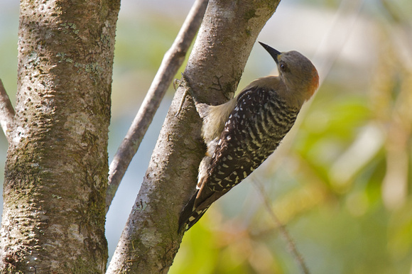 Red-crowned Woodpecker 3