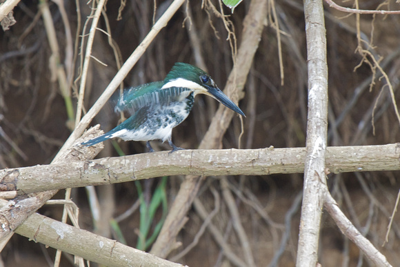 Green Kingfisher 2