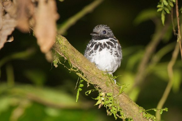 Spotted Antbird 3