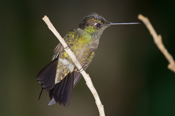 Magnificent Hummingbird 3