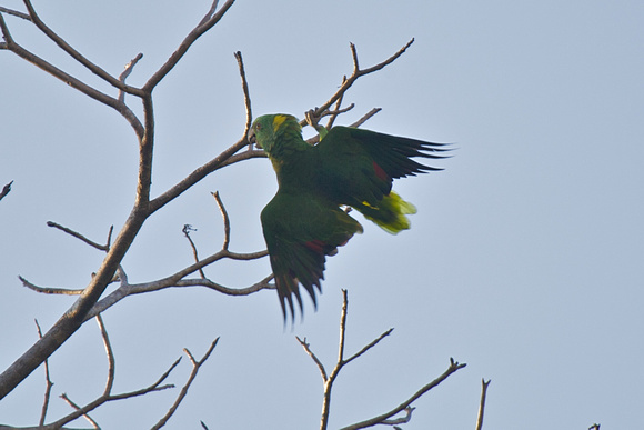 Yellow-naped Parrot