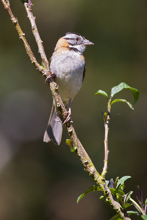 Chestnut-collared Sparrow