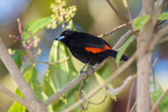 Cherries Tanager