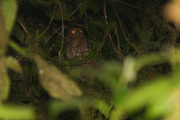 Bare-shanked Screech-owl