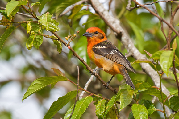 Flame-coloured Tanager
