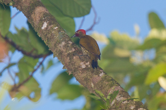 Rufous-winged Woodpecker