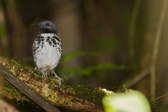 Spotted Antbird 2