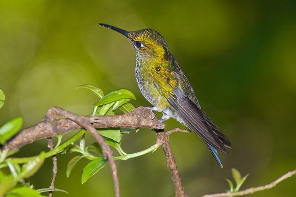 Green-crowned Brilliant 2