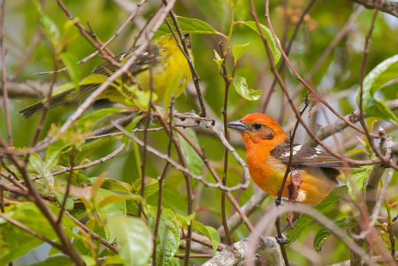 Flame-coloured Tanager 2