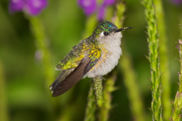 Violet-headed Hummingbird 3