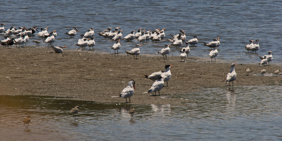 Terns, waders and skimmers