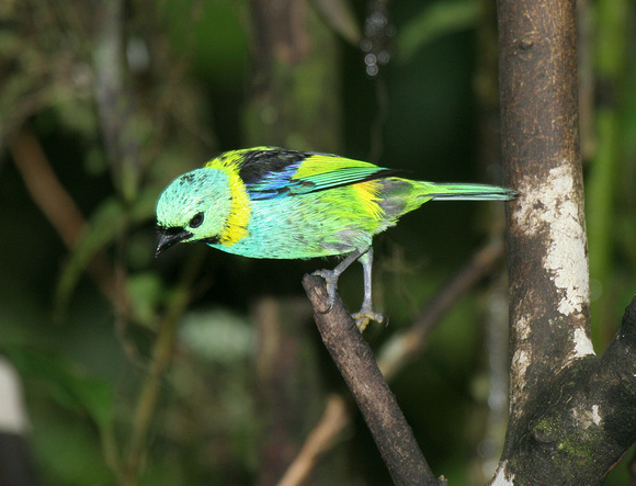 Green-headed Tanager 3