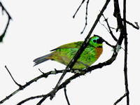 Brassy-breasted Tanager 2