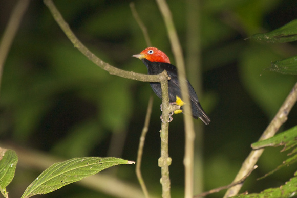 Red-capped Manakin 2