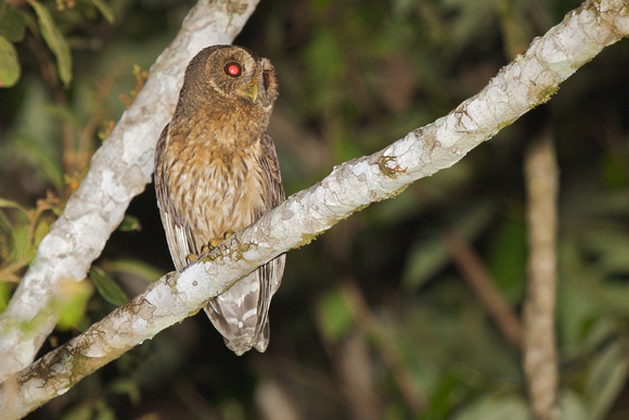 Mottled Owl 2