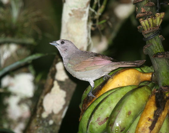 Palm Tanager 2