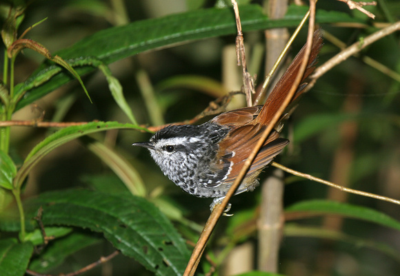 Rufous-tailed Antbird