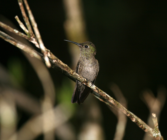 Sombre Hummingbird 3