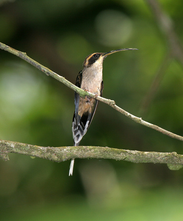 Scale-throated Hermit 2