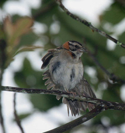 Rufous-collared Sparrow 2