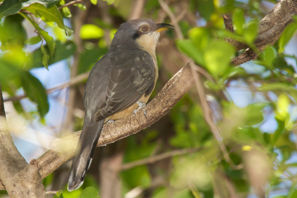 Mangrove Cuckoo 2