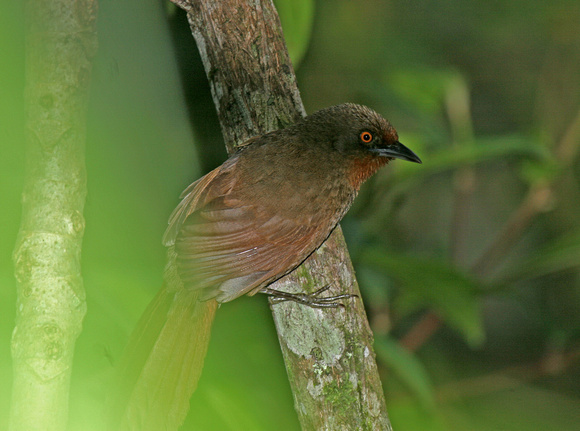 Red-eyed Thornbird