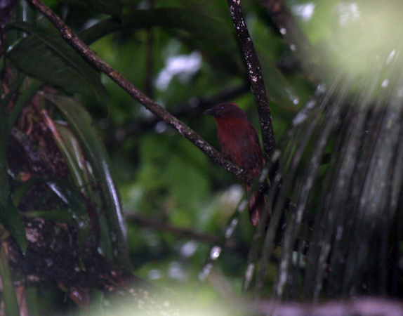 Red-crowned Ant-tanager