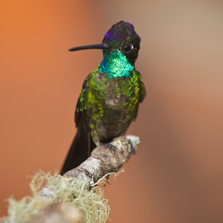 Magnificent Hummingbird 2