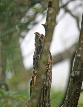 Long-tailed Potoo 2