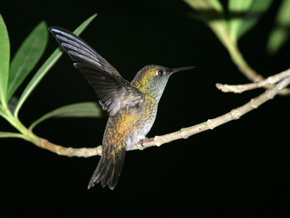 Sombre Hummingbird 2