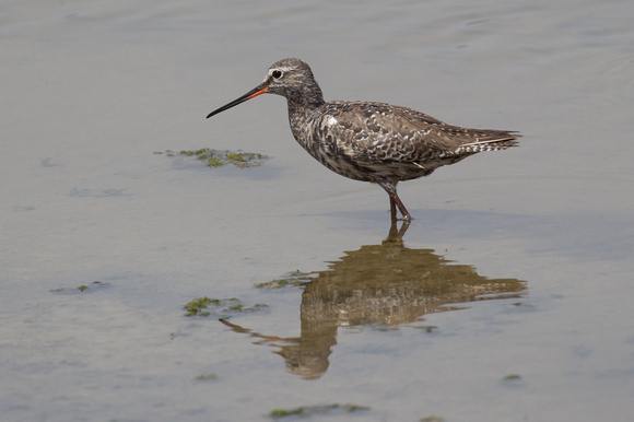 Spotted Redshank 5