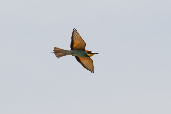Bee-eater 4