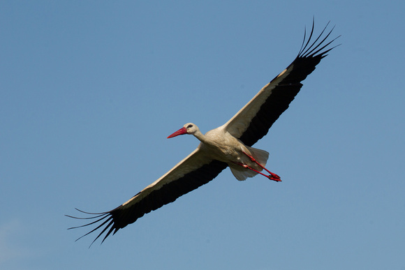 White Stork 4
