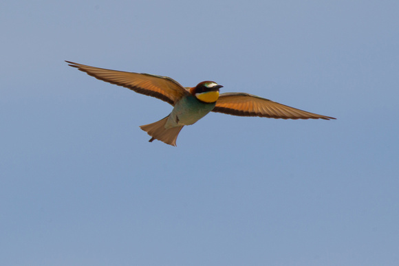 Bee-eater 3